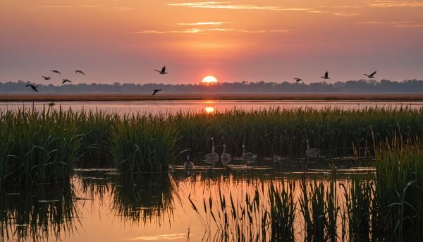 Comment photographier les oiseaux migrateurs sans bruit ?